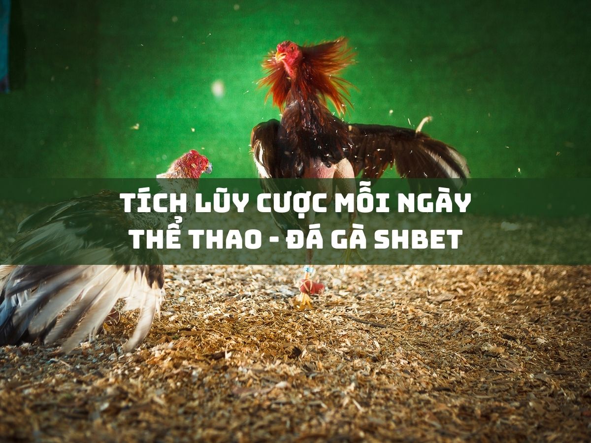 tích lũy cược mỗi ngày thể thao đá gà shbet